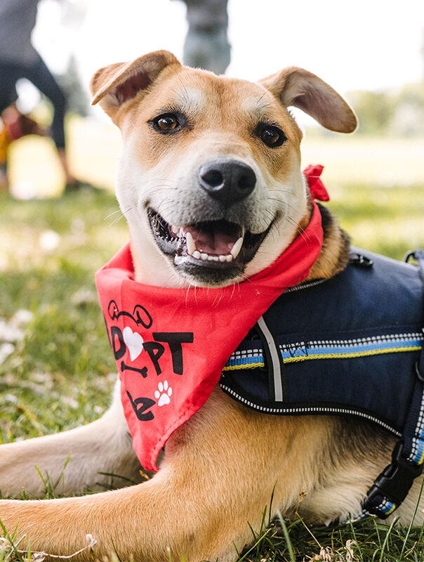 dog looking happy